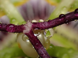 P1124685a.jpg